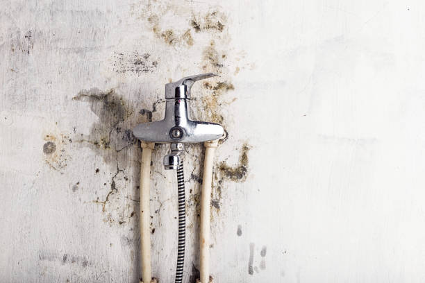 Best White Mold Remediation in Sebewaing, MI