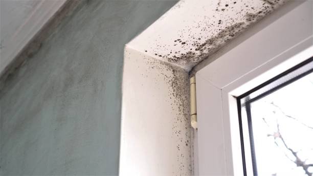 Best Residential Mold Remediation in Sebewaing, MI