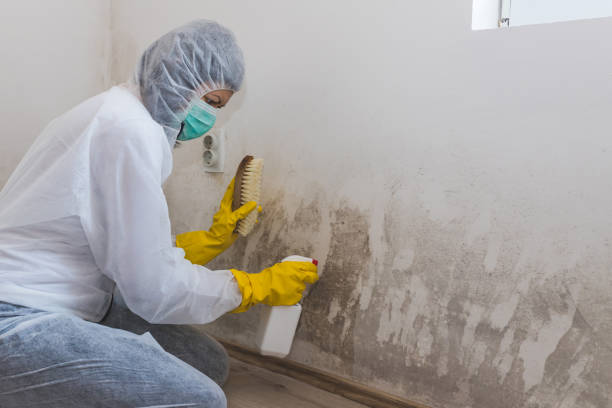 Best Attic Mold Remediation in Sebewaing, MI