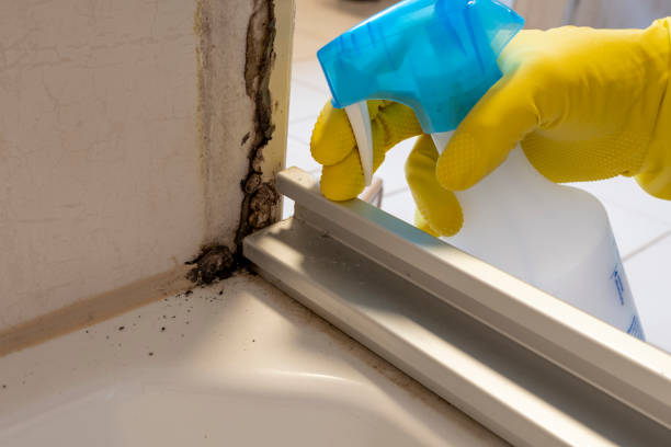 Best Residential Mold Remediation in Sebewaing, MI