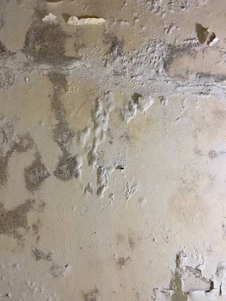 Best Kitchen Mold Remediation in Sebewaing, MI
