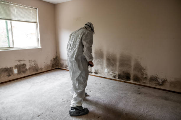 Best Black Mold Remediation in Sebewaing, MI