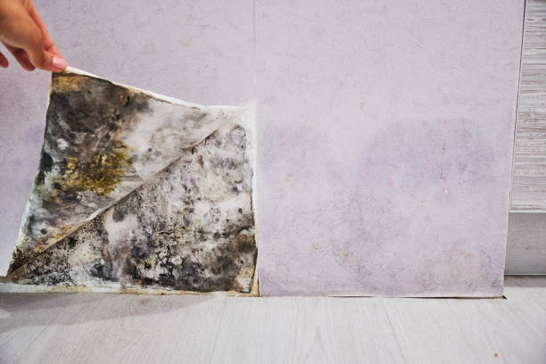 Best Insurance-Related Mold Remediation in Sebewaing, MI